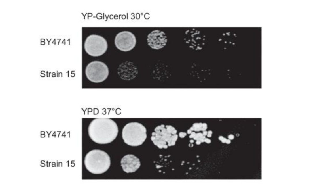 Lab-Made Chromosome Gets an Upgrade That Brings It to Life